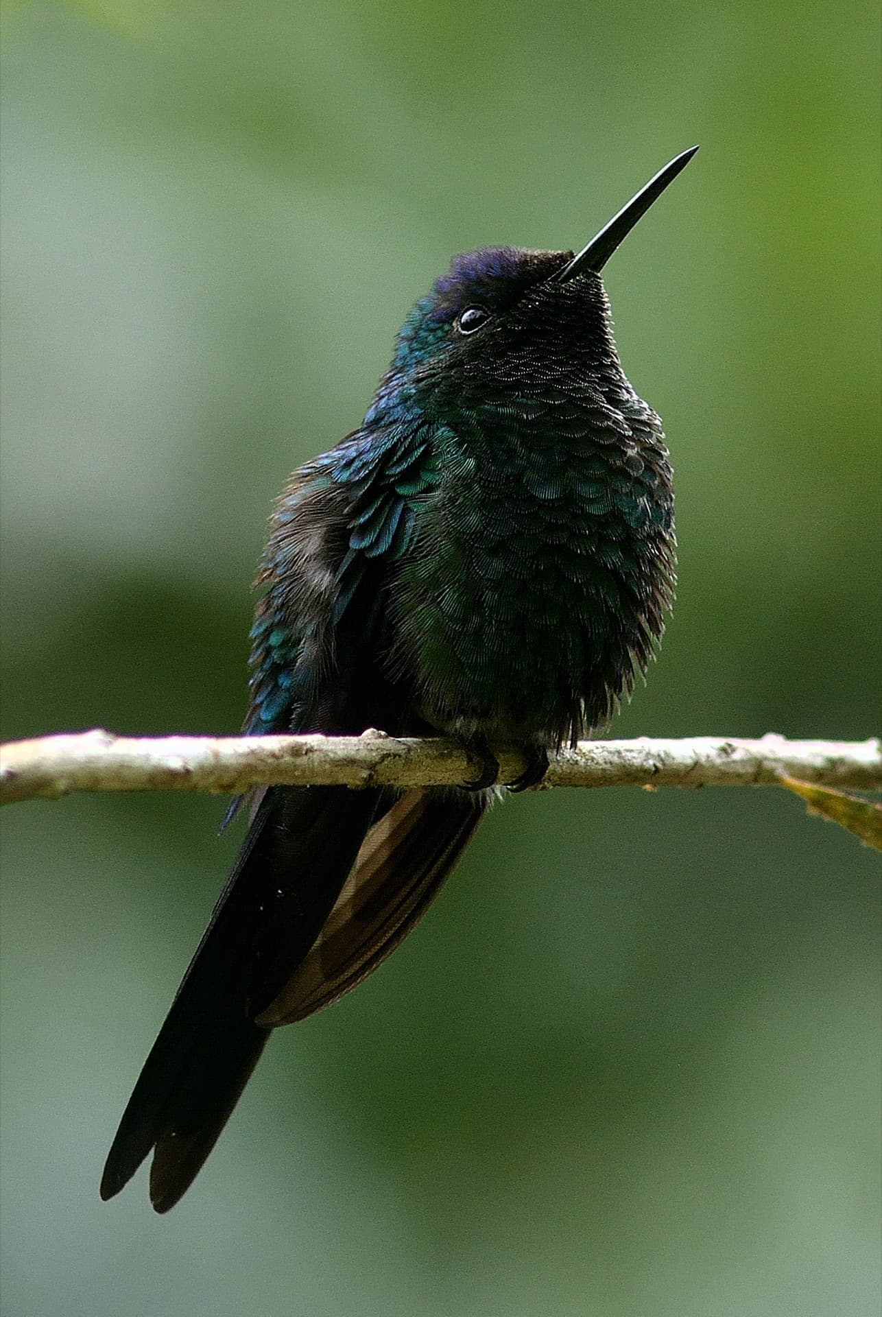 Beija-flor em pouso na Mata Atlântica