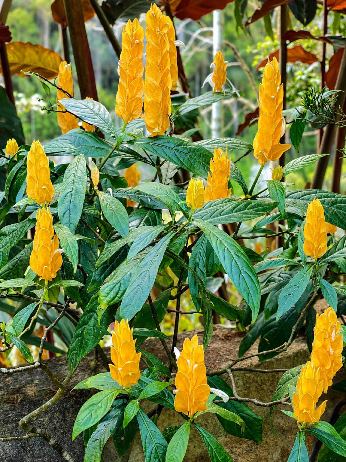 Camarão-amarelo florido no jardim da pousada