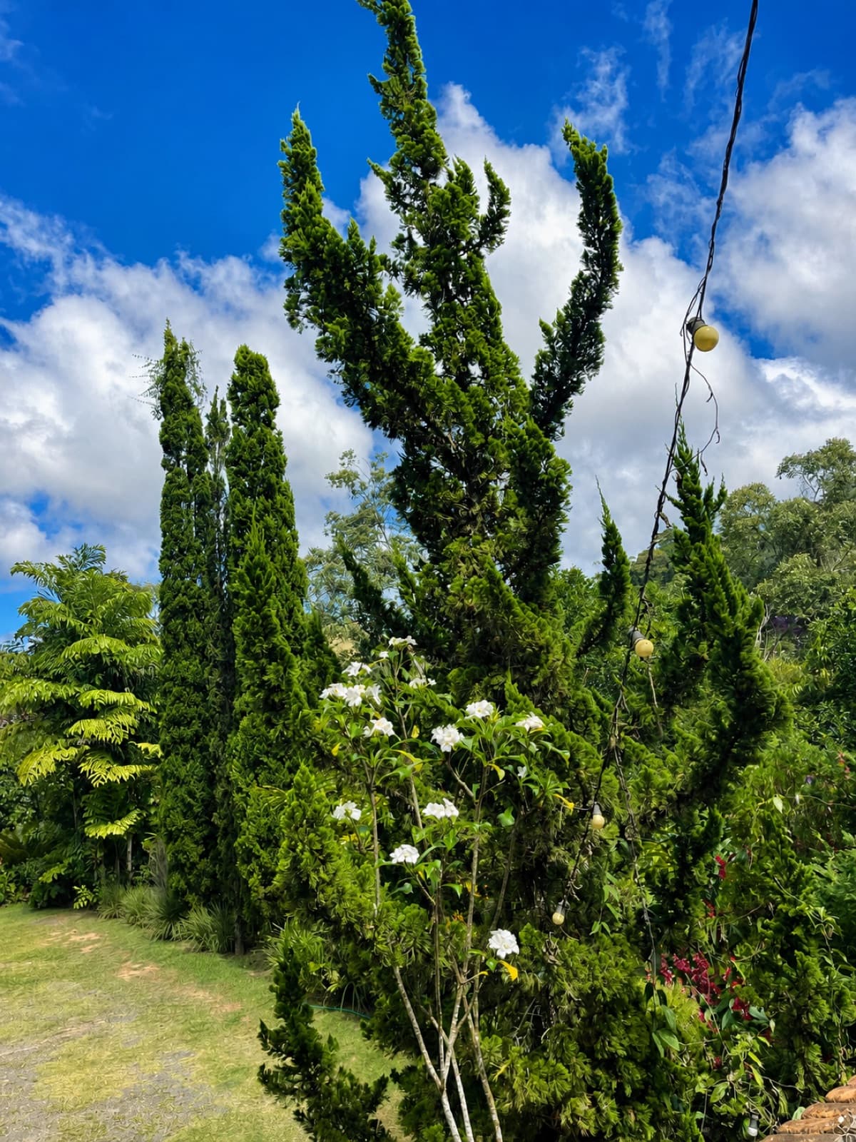 Ciprestes e canteiros floridos na área externa da pousada