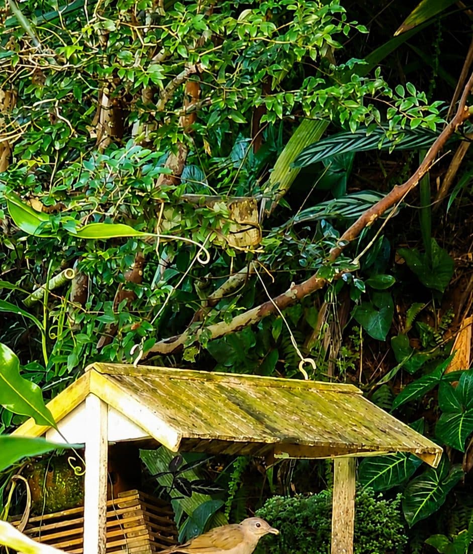 Pássaro no comedouro de madeira, cercado pelo verde do jardim