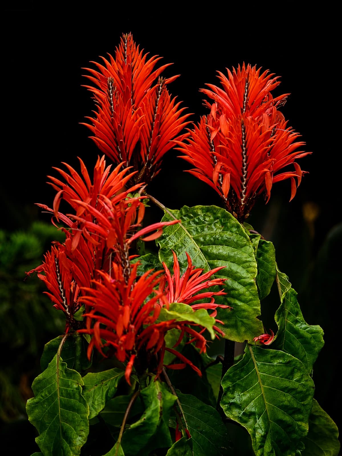 Flor de camarão vermelha em destaque na folhagem do jardim