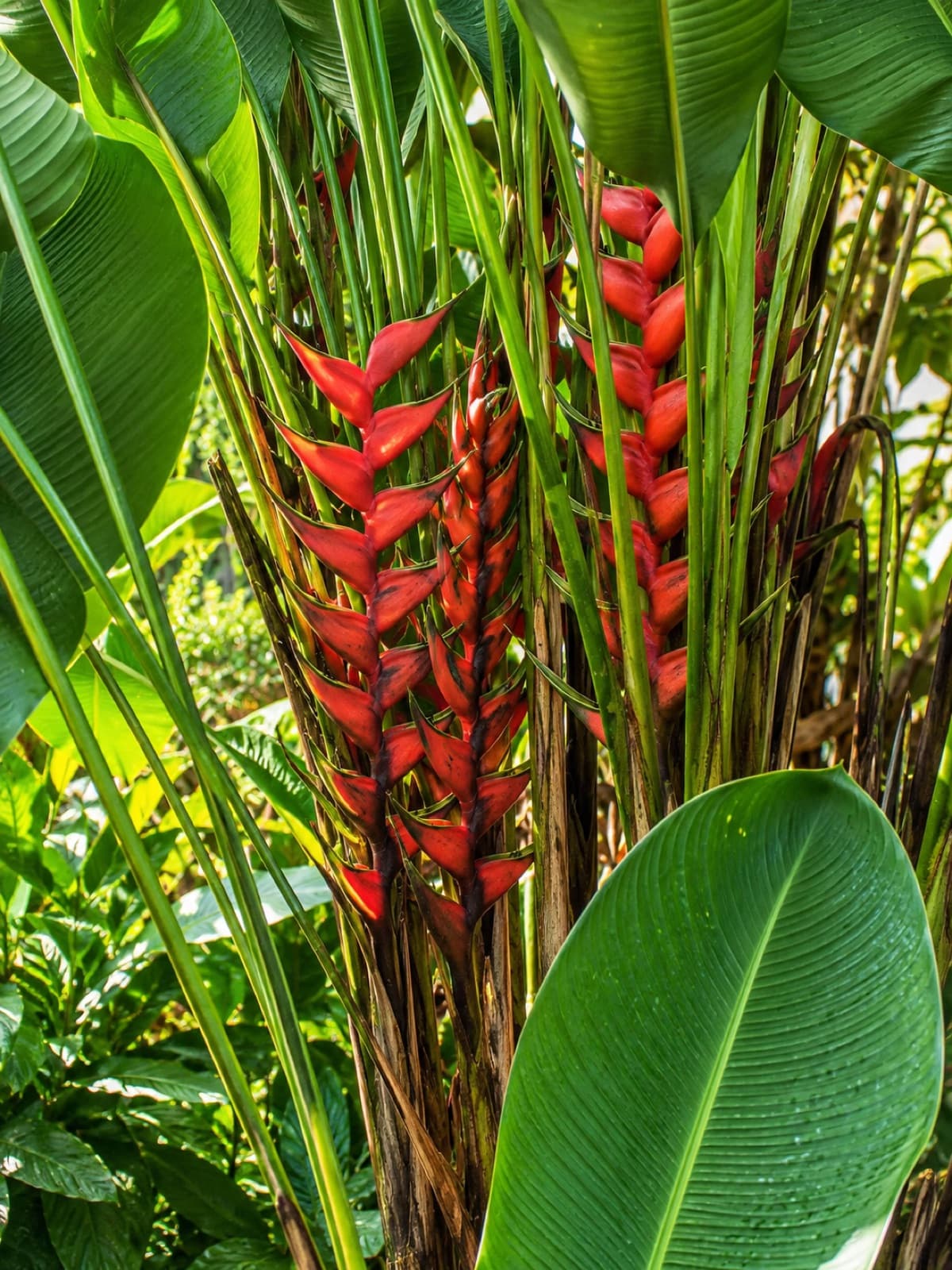 Helicônia florida entre a vegetação da pousada