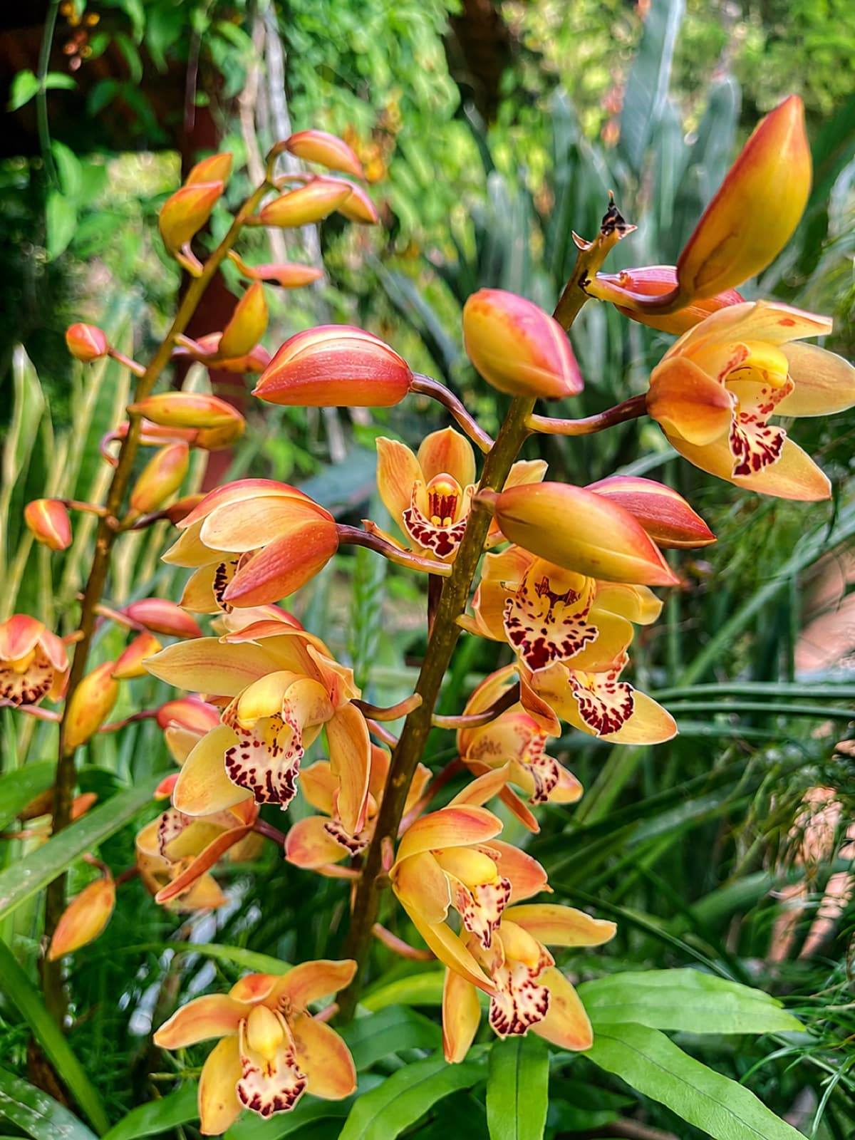 Orquídeas alaranjadas floridas no jardim da pousada