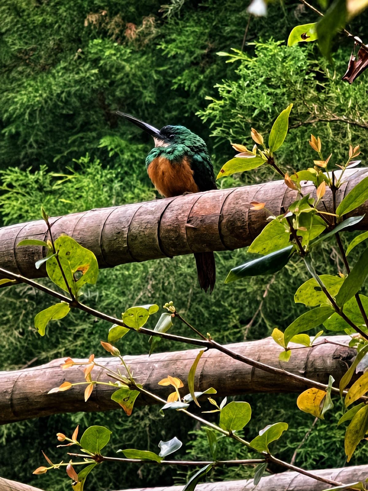 Saíra pousada na cerca de bambu do jardim da pousada