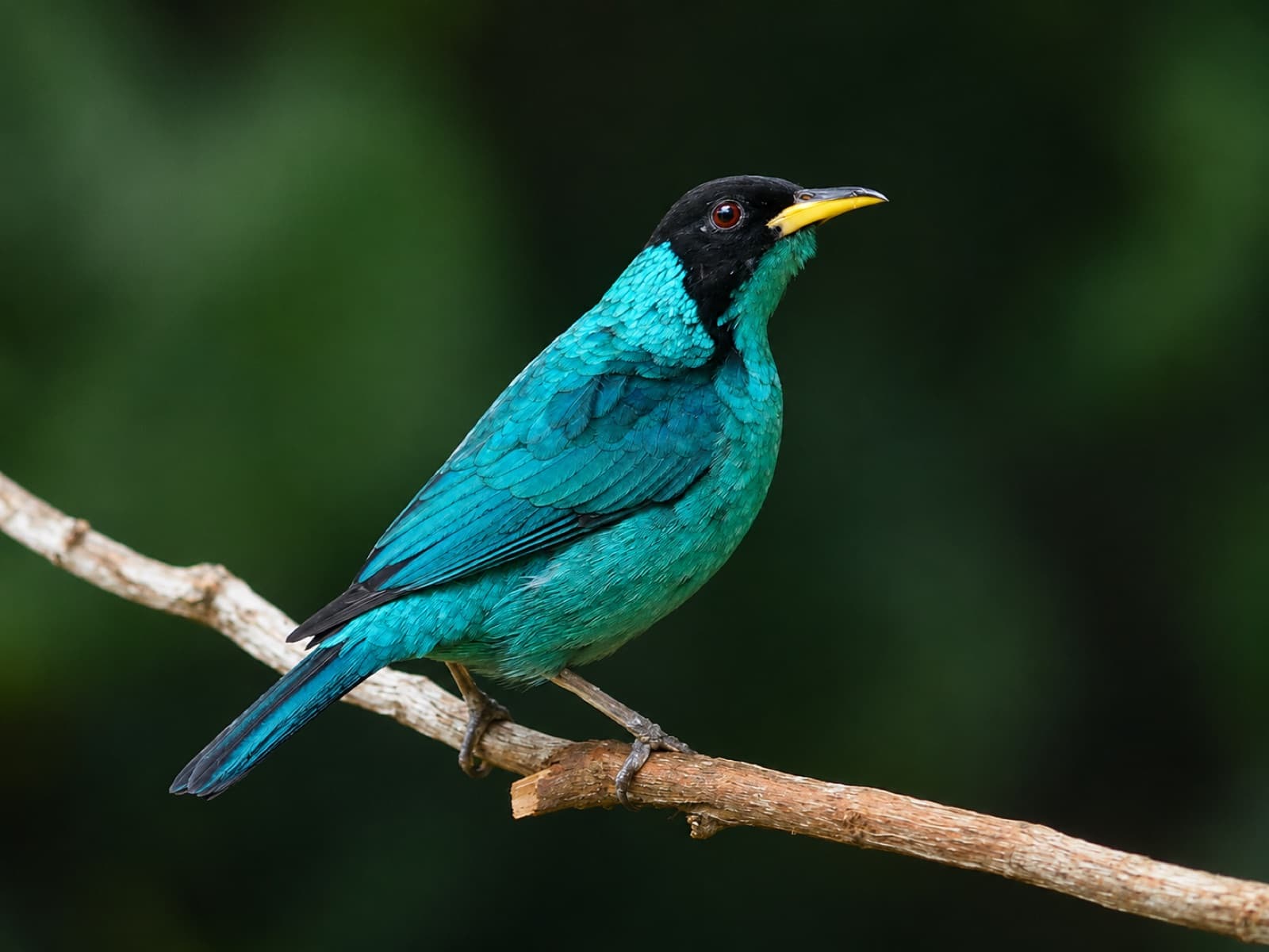 Saíra-verde de plumagem azul-turquesa pousada em um galho