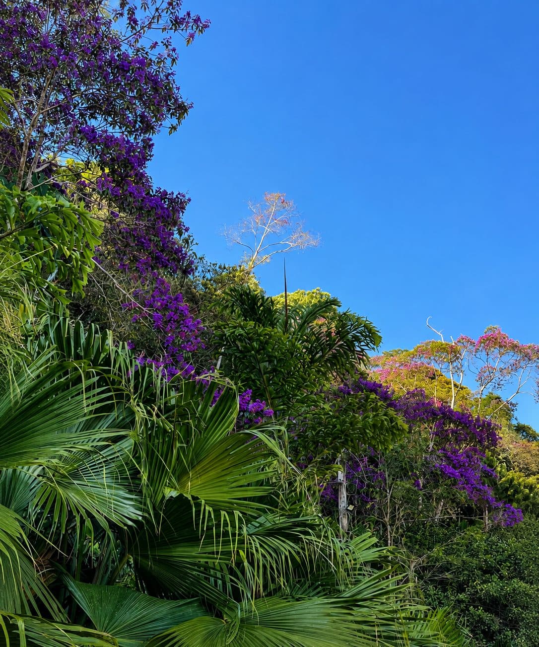 Vista da varanda para o jardim, com quaresmeiras floridas e céu azul
