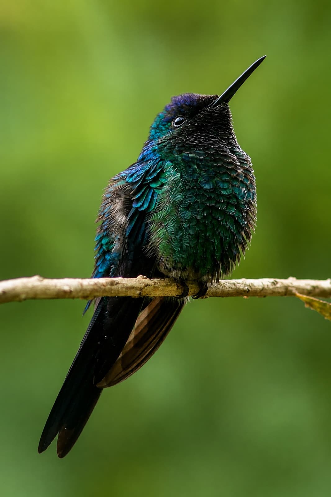 Beija-flor de plumagem escura pousado em um galho no jardim da pousada