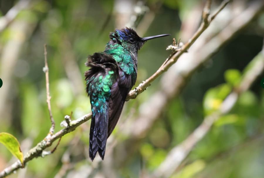 Beija-flor na Mata Atlântica em Santa Teresa ES